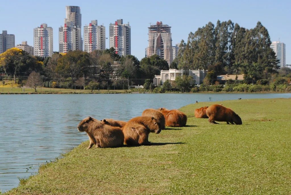 Curitiba